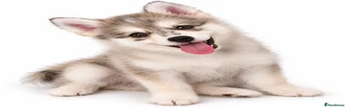 Pomsky 4