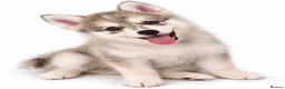 Pomsky dogs for sale: Pomsky Puppies  in Ormskirk - Advert 8