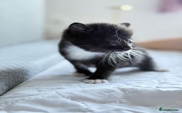 British Shorthair cats for sale: British short hair cross  - Image 7