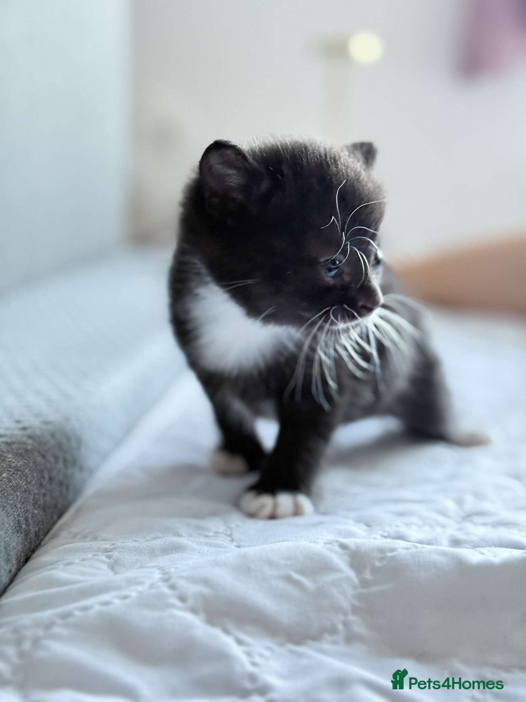 British Shorthair cats for sale: British short hair cross  - Image 7