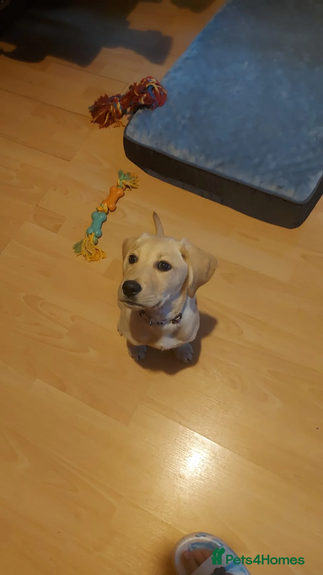 Labrador Retriever dogs for stud: KC REGISTERED LABRADOR FOR STUD ONLY  - Advert 14