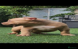 American Bully dogs for sale: American Bully female/ male with extreme future  - Image 5