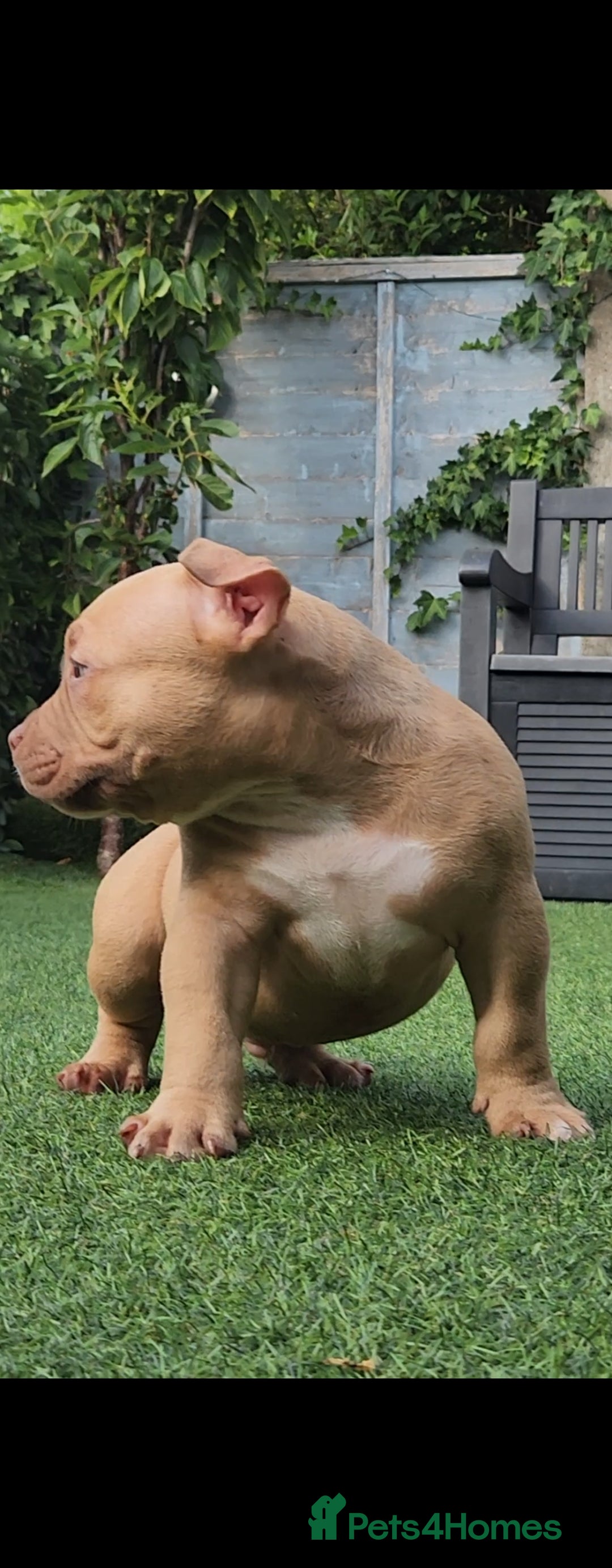 American Bully dogs for sale: American Bully female/ male with extreme future  - Image 5
