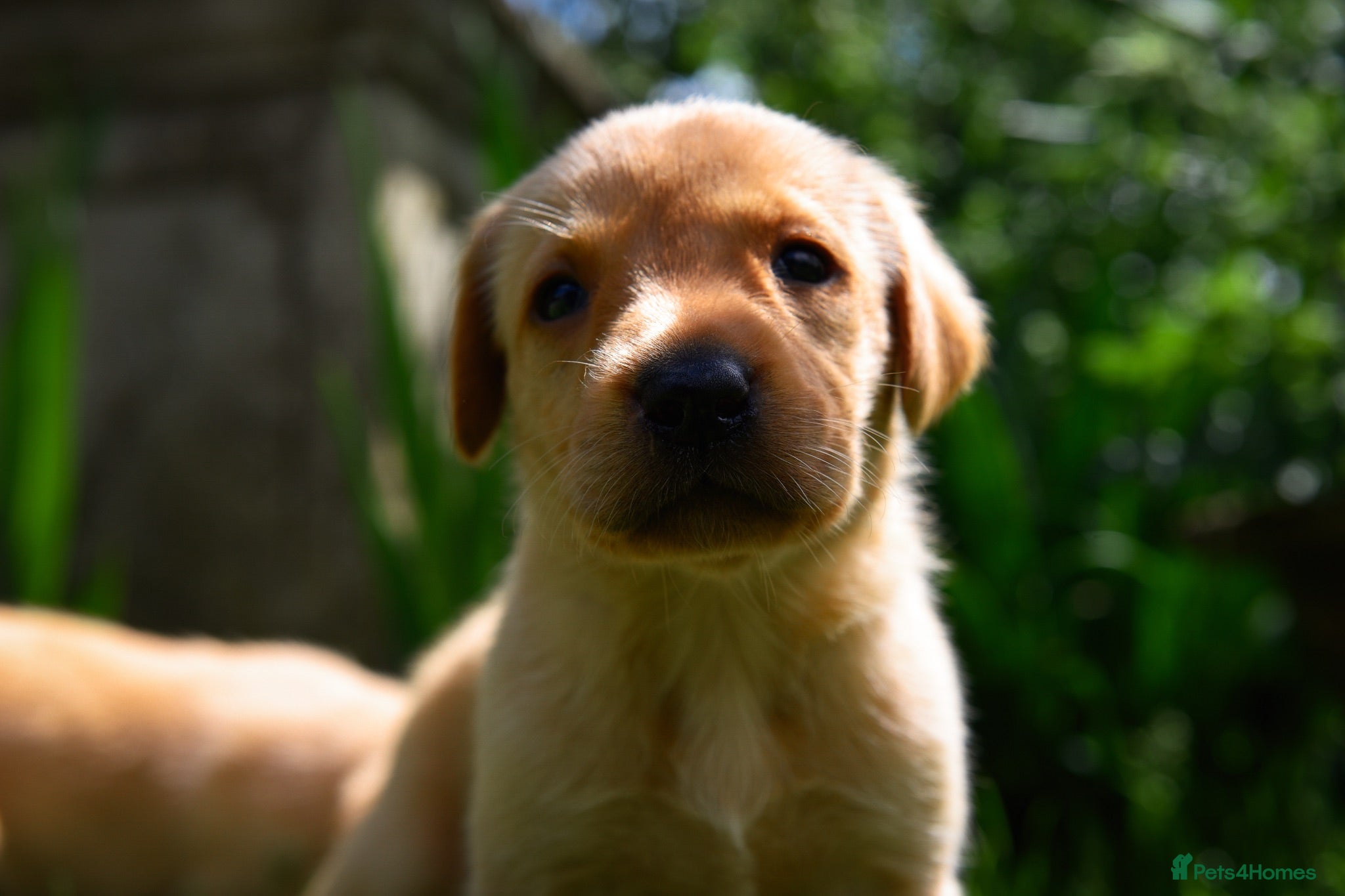 Labrador Retriever dogs Top Deep Red Quality Labrador JC Puppies KC Reg  - Advert 2