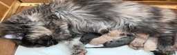Maine Coon cats for sale: TICA registered Maine coon kittens  - Advert 7