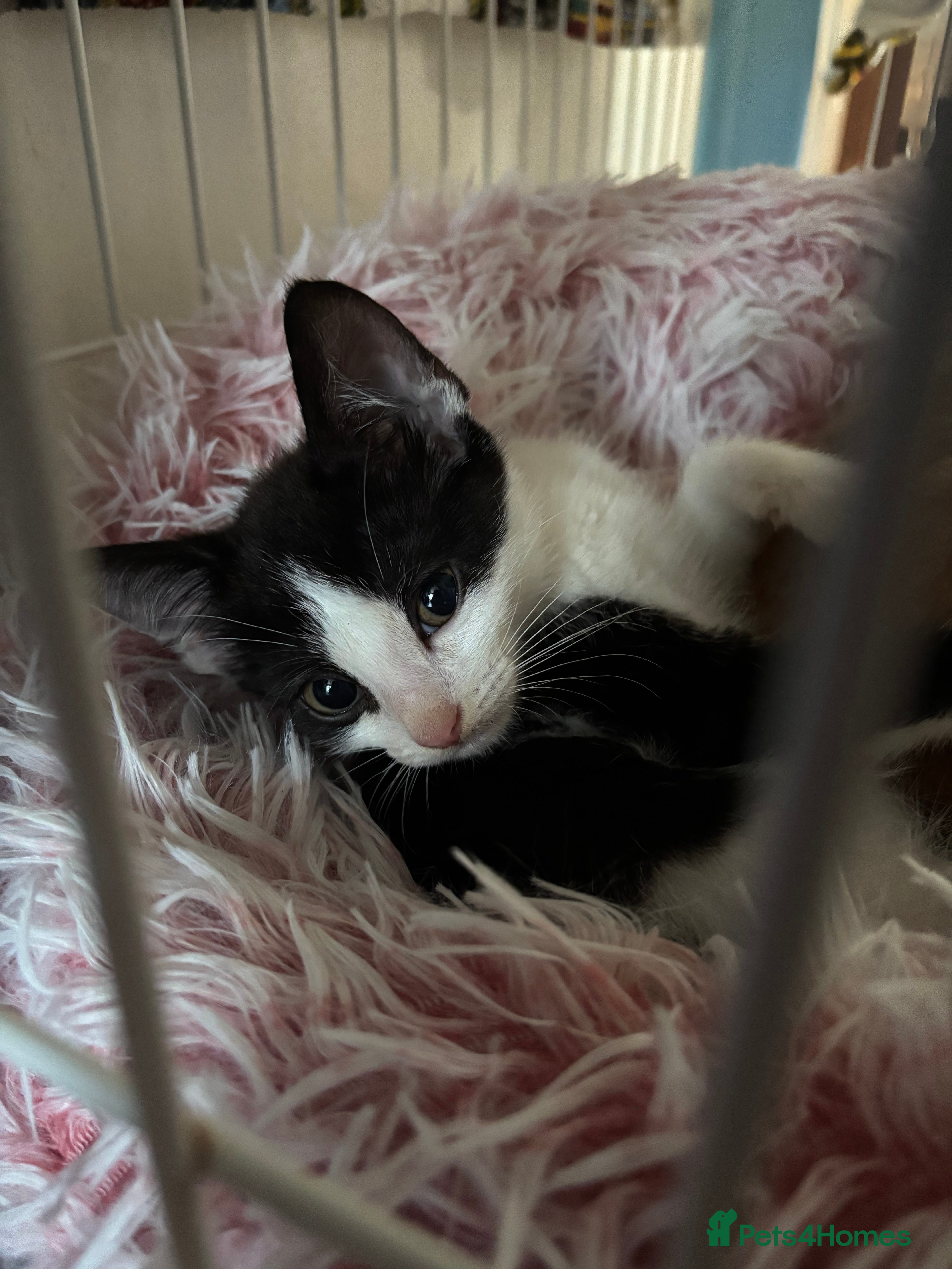 Mixed Breed cats Three kittens needing homes ASAP - Advert 5