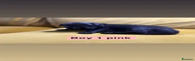 Boy 2 pink 