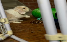 Mini Lop rabbits for sale: Minilops male and female  - Advert 17