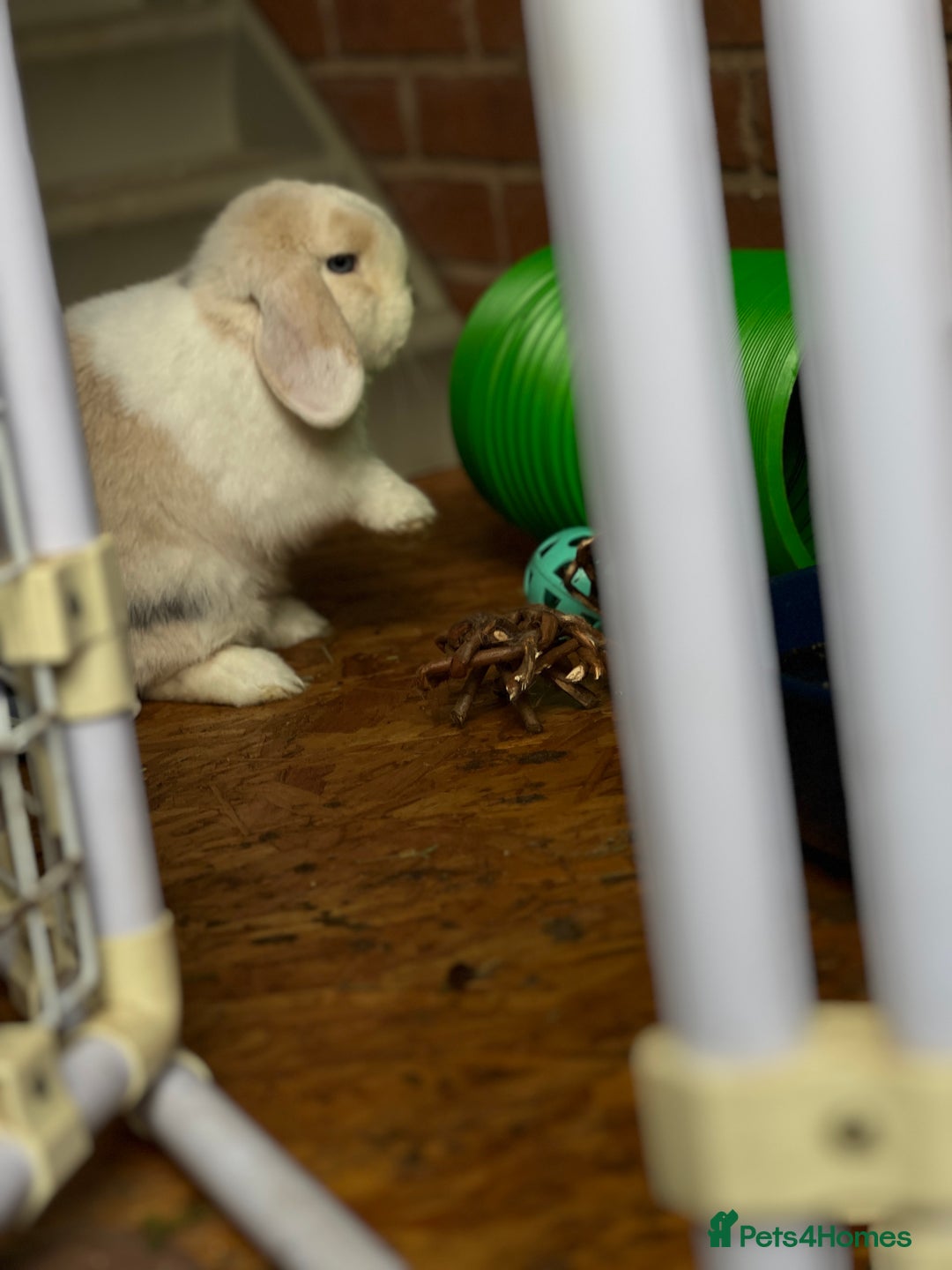 Mini Lop rabbits for sale: Minilops male and female  - Advert 17