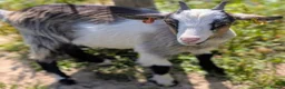 Goats livestock for sale: 5X Pygmy goats  - Advert 3