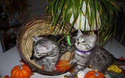Bengal cats for sale:  Beautiful Bengal kittens  - Image 17
