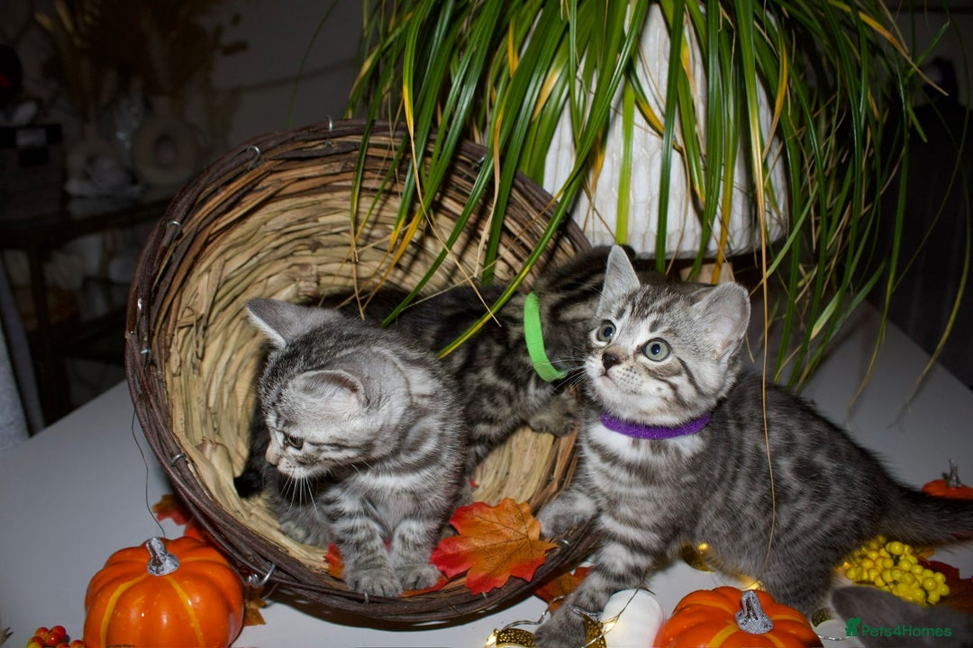Bengal cats for sale:  Beautiful Bengal kittens  - Image 17