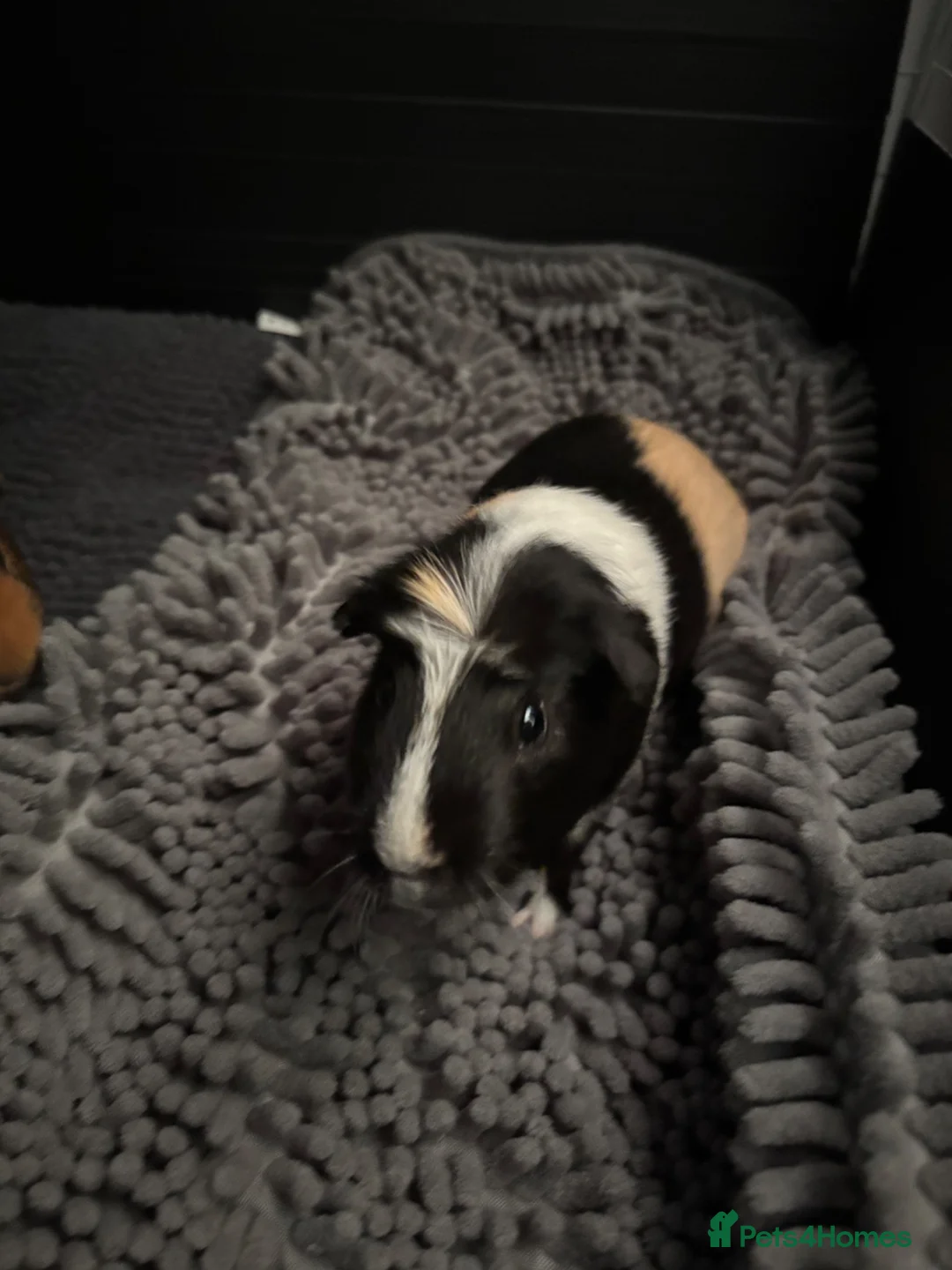 Guinea Pig rodents for sale: Pair of bonded boars for rehoming - Advert 2