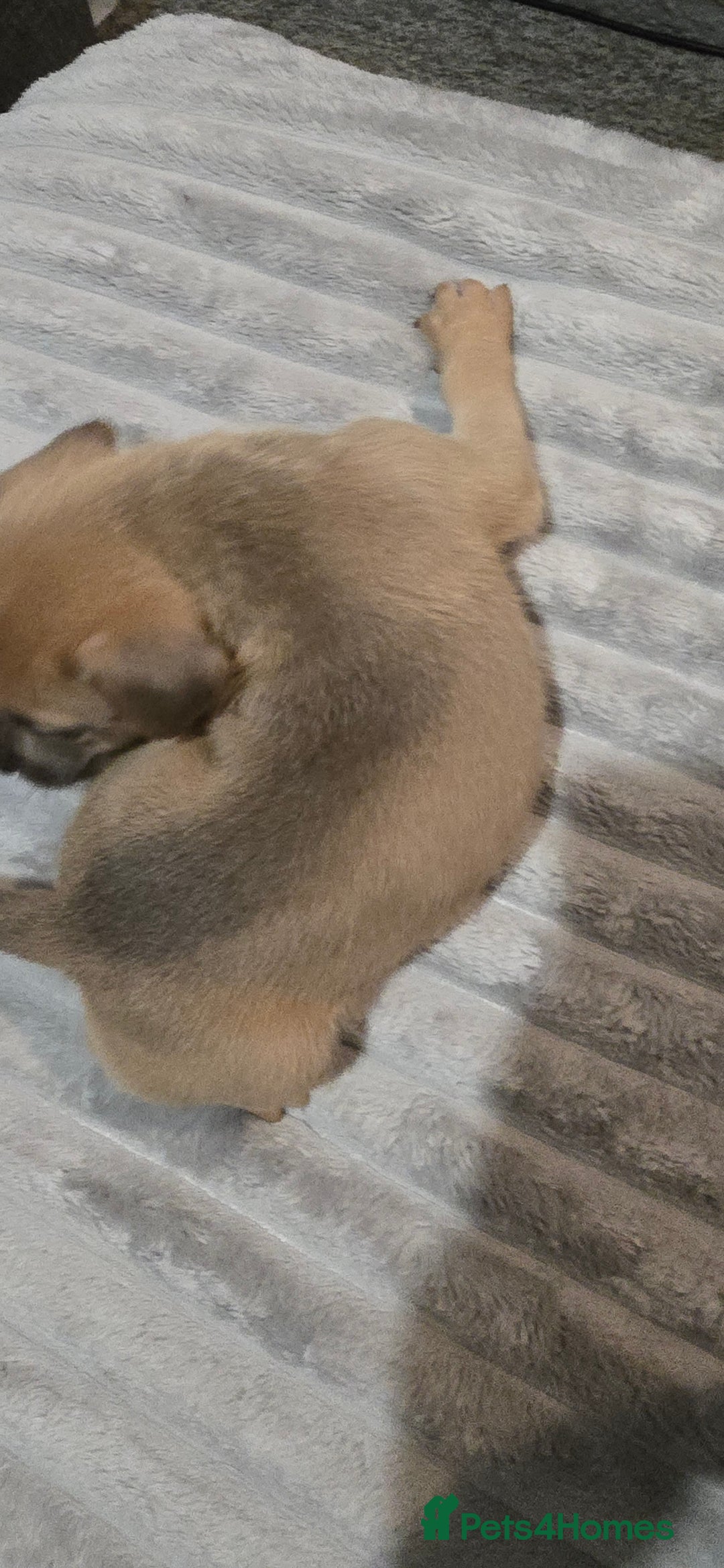 Mixed Breed dogs for sale: Staffy x Japanese akitas and cane corso pups - Advert 6