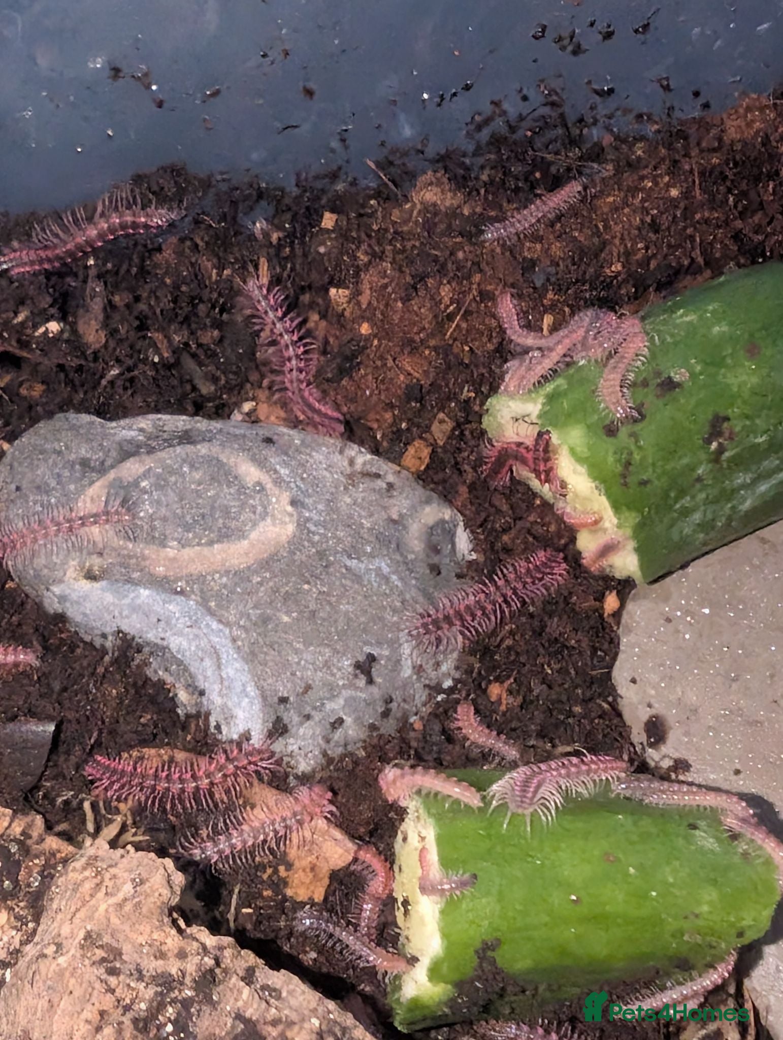 Millipedes invertebrates Dragon pink millipedes  - Advert 1