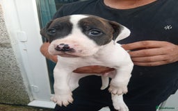 American Bulldog dogs for sale: Amercian Bulldog Pups 🐾  - Image 18