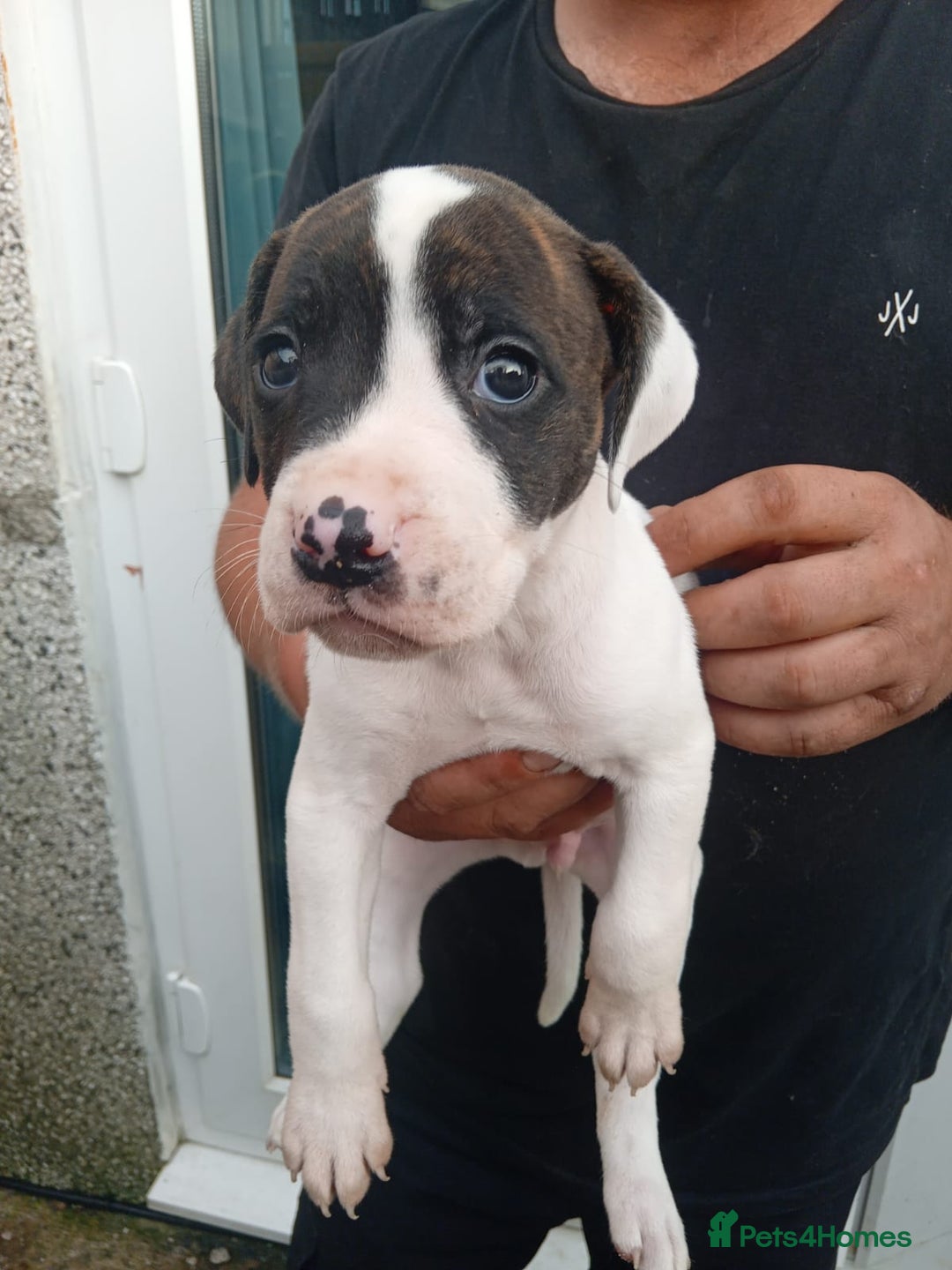 American Bulldog dogs for sale: Amercian Bulldog Pups 🐾  - Image 18