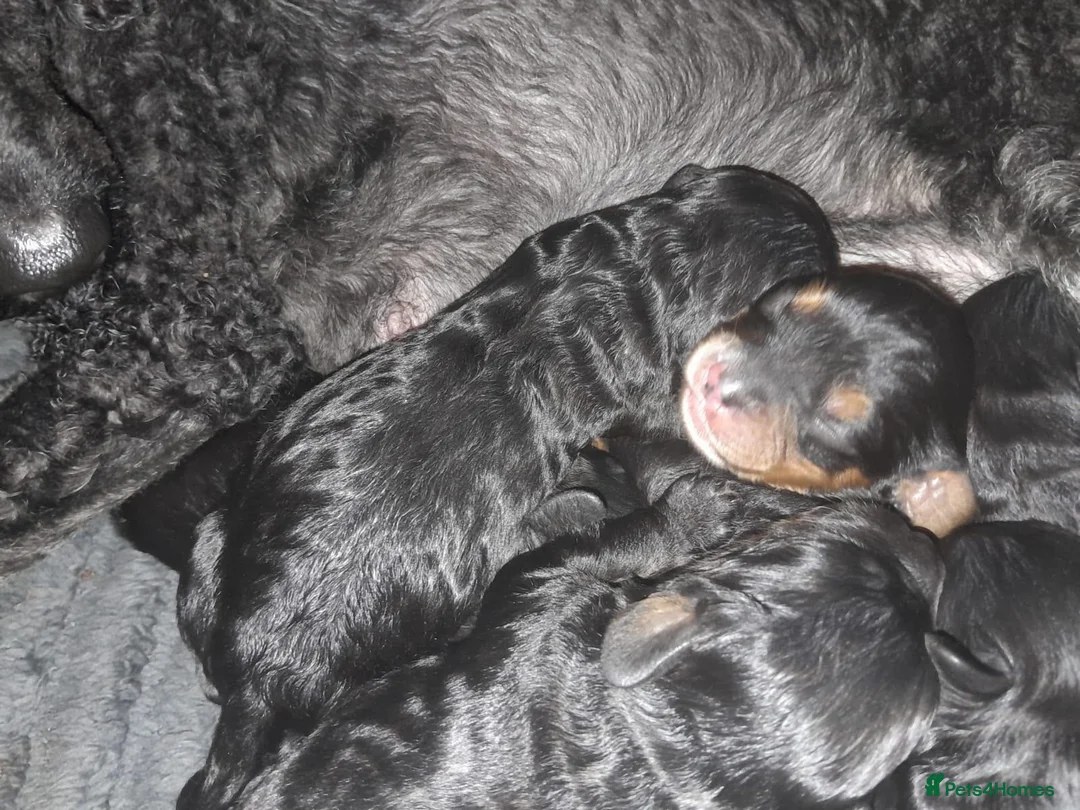 Cavapoo dogs for sale: F1 Cavapoo Puppies in Halifax - Advert 2
