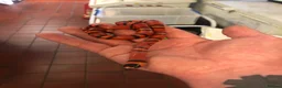 Milk Snake reptiles for sale: Tangerine Honduran Milk Snake - Advert 3