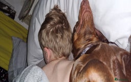 Miniature Dachshund dogs for sale: Miniature dachshund girl - Image 5