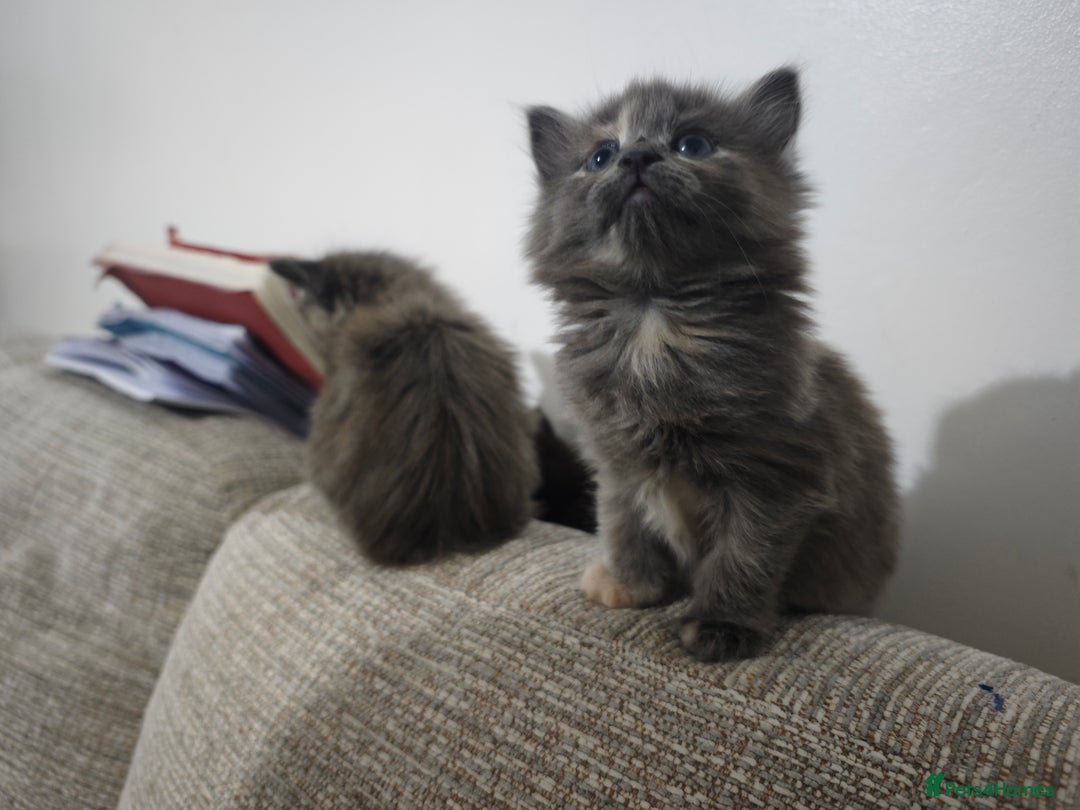 Nebelung cats for sale: Kittens  - Image 3