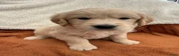 Golden Retriever dogs for sale: KC Registered Golden Retriever Puppies  in Tenterden - Advert 10