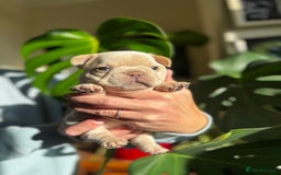 French Bulldog dogs for sale: Accepting Reservations 4 Girls,2 Boys Available  - Image 14