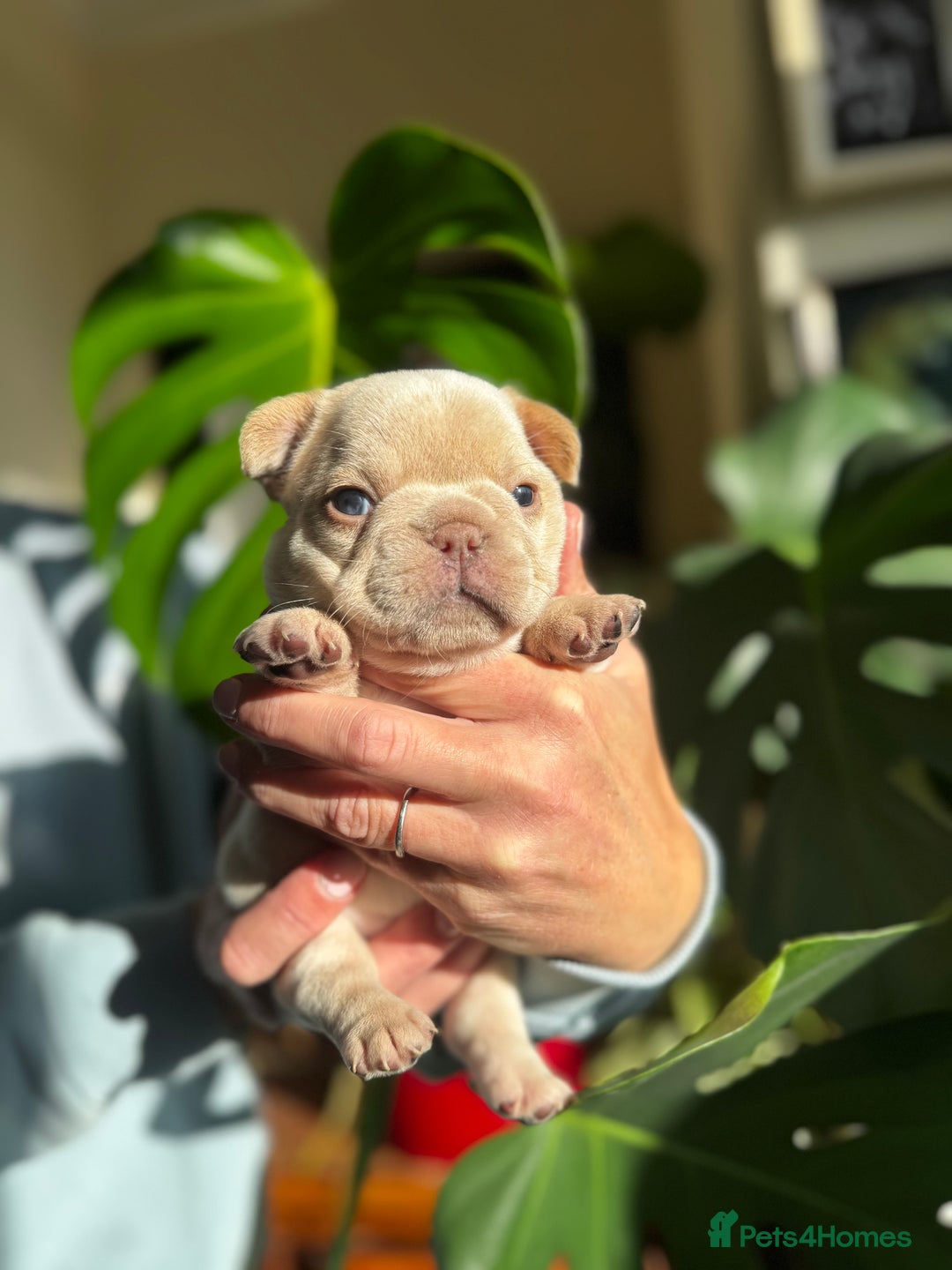 French Bulldog dogs for sale: Accepting Reservations 4 Girls,2 Boys Available  - Image 14