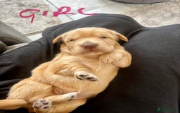 Mixed Breed dogs for sale: BEAUTIFUL CHi- SPANIEL PUPS - Image 4