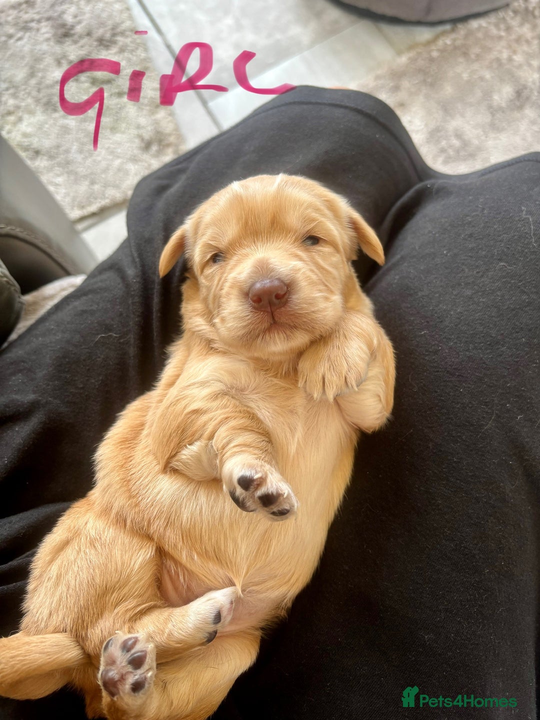 Mixed Breed dogs for sale: BEAUTIFUL CHi- SPANIEL PUPS - Image 4
