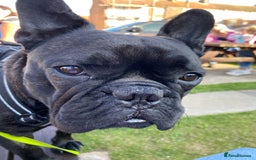 French Bulldog dogs for stud: 5 Generation Pedigree papers - Image 10