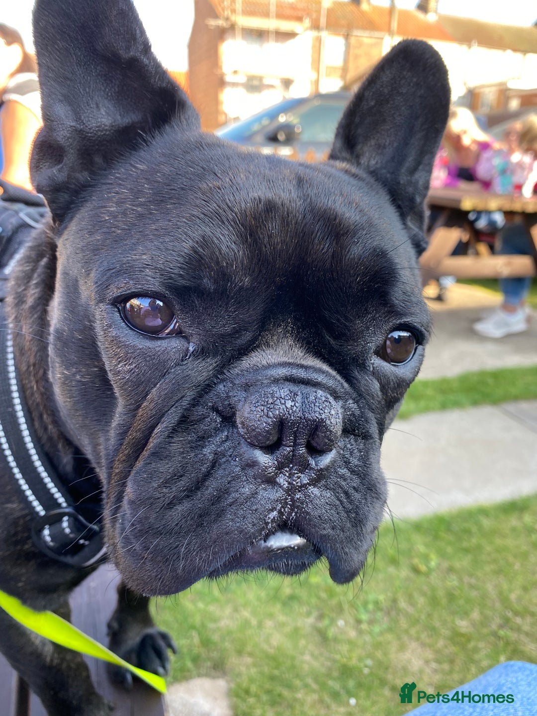French Bulldog dogs for stud: 5 Generation Pedigree papers - Image 10