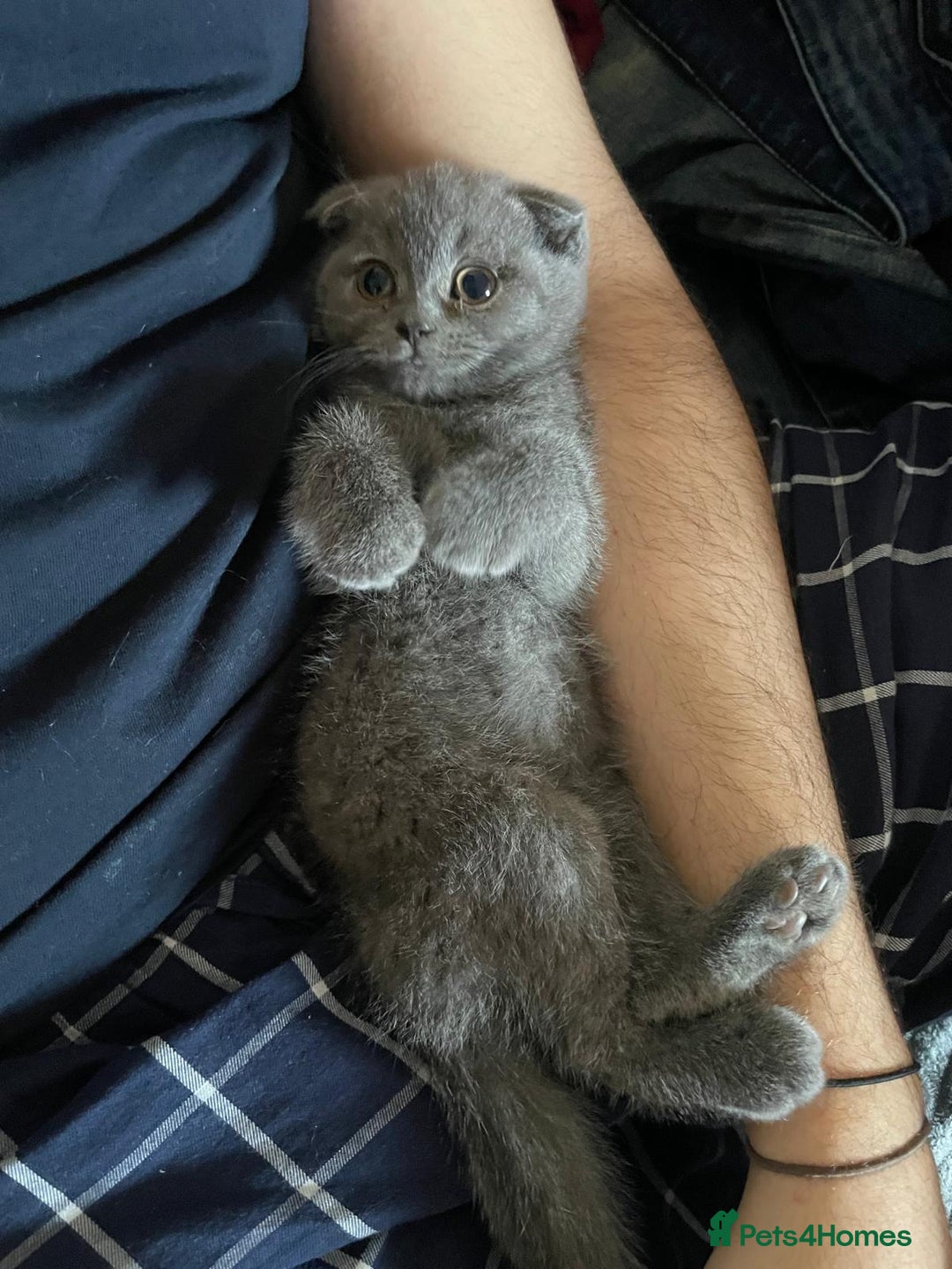 Scottish Fold cats for sale: Very Friendly Kittens, Pedigree Scottish Fold  - Advert 8