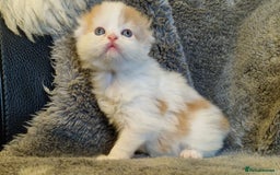 Scottish Fold cats for sale: Six little wonders looking for a new home - Image 9