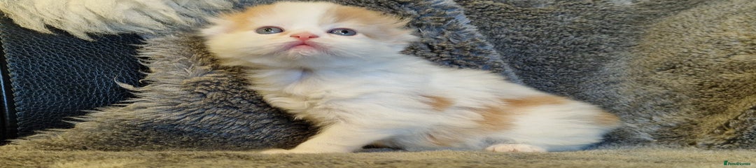 Scottish Fold Kitten 5
