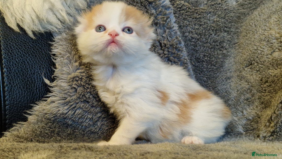 Scottish Fold cats for sale: Six little wonders looking for a new home - Image 9