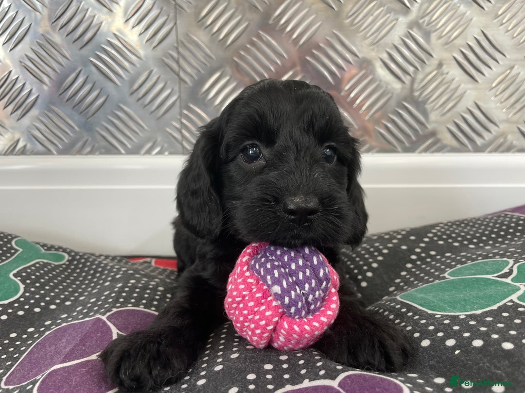Cockapoo dogs for sale: F1 Cockapoos for sale  - Image 22