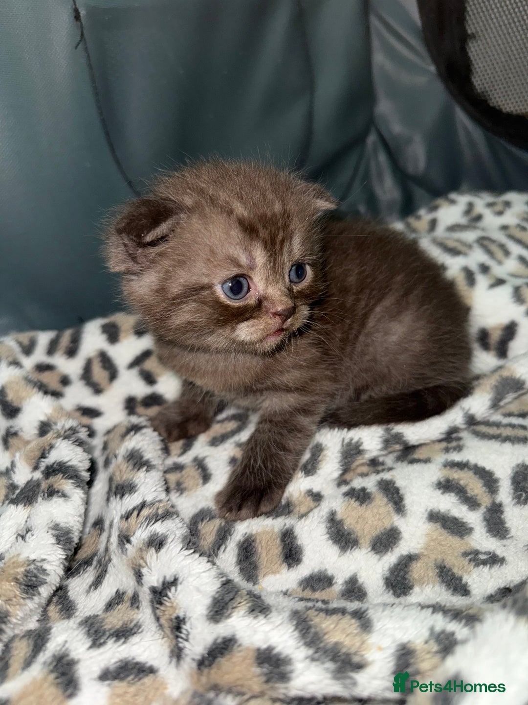 Scottish Fold cats for sale: Stunning Rainbow litter ready for  **   - Advert 6