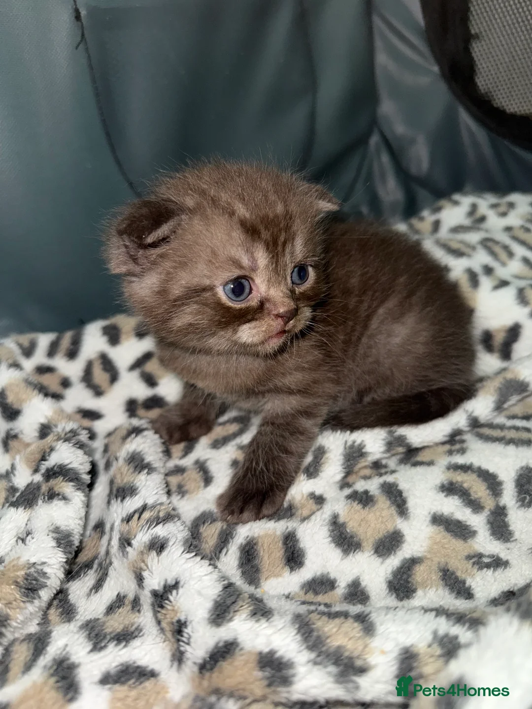 Scottish Fold cats for sale: Stunning BSH X Fold choc Boy  - Advert 20