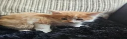 Mixed Breed cats for sale: Beautiful Kittens - Advert 29