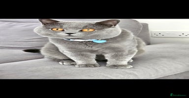 British Shorthair cats - Advert 9
