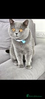 British Shorthair cats - Advert 3