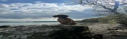 Cocker Spaniel dogs for stud: For stud - Otis-  - Advert 1