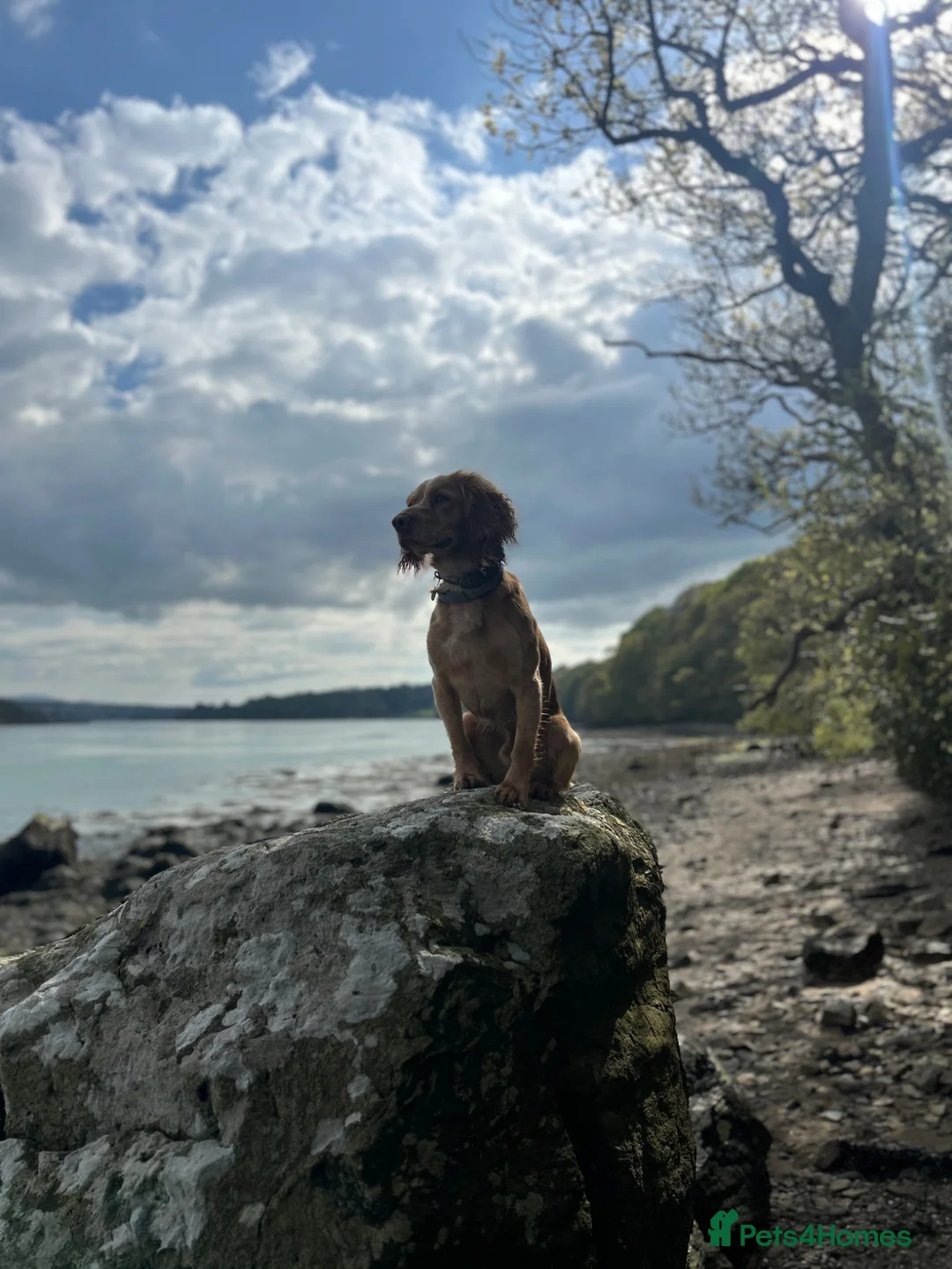 Cocker Spaniel dogs for stud: For stud - Otis-  - Advert 1