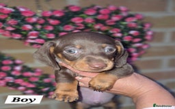 Miniature Dachshund dogs for sale: Kc registered quality mini dachshund puppies - Image 25