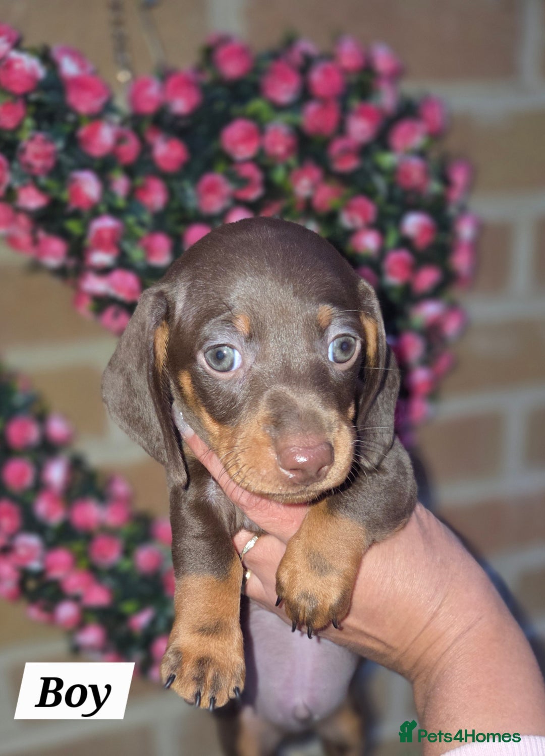 Miniature Dachshund dogs for sale: Kc registered quality mini dachshund puppies - Image 25