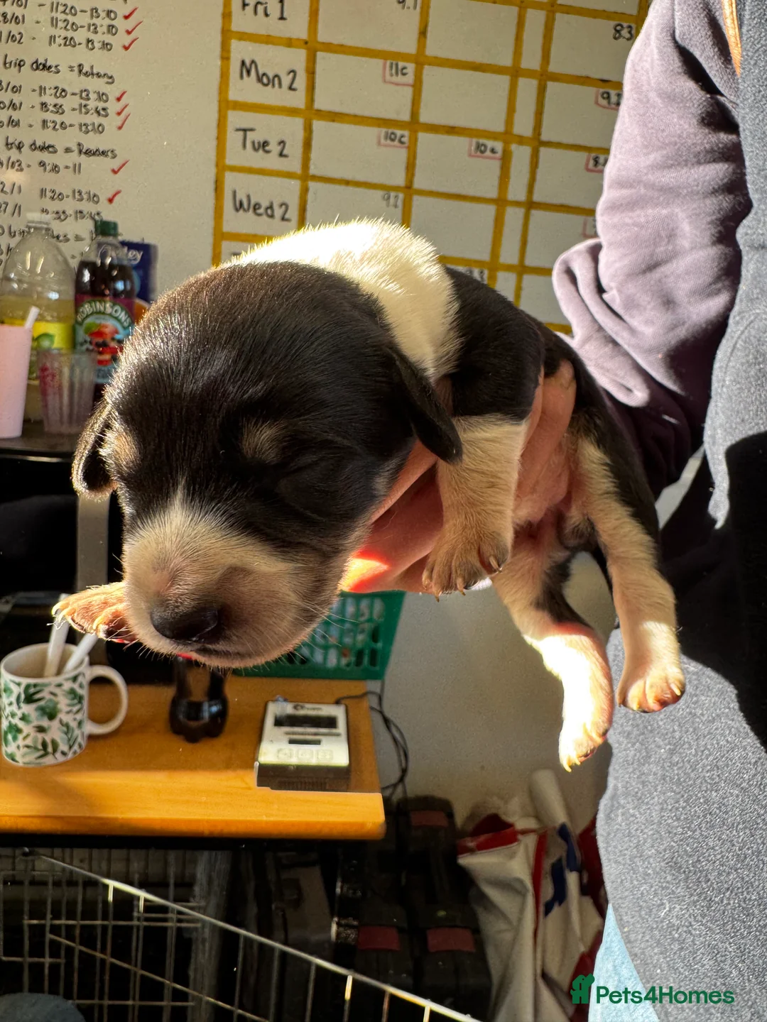 Sprollie dogs for sale: Beautiful Sprollie puppies - Advert 30