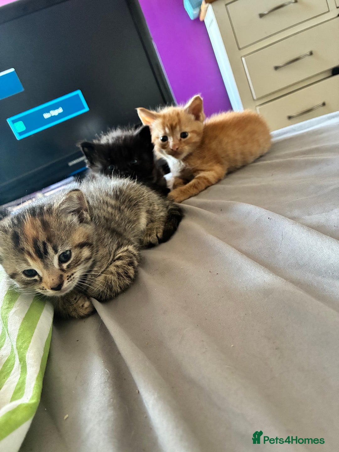 Mixed Breed cats for sale: Only gingers left!  - Image 6