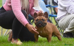 French Bulldog dogs for stud: 💥3x Ch Rocky of Empire OB UK💥FBCE Silver Tested in Doncaster - Image 3