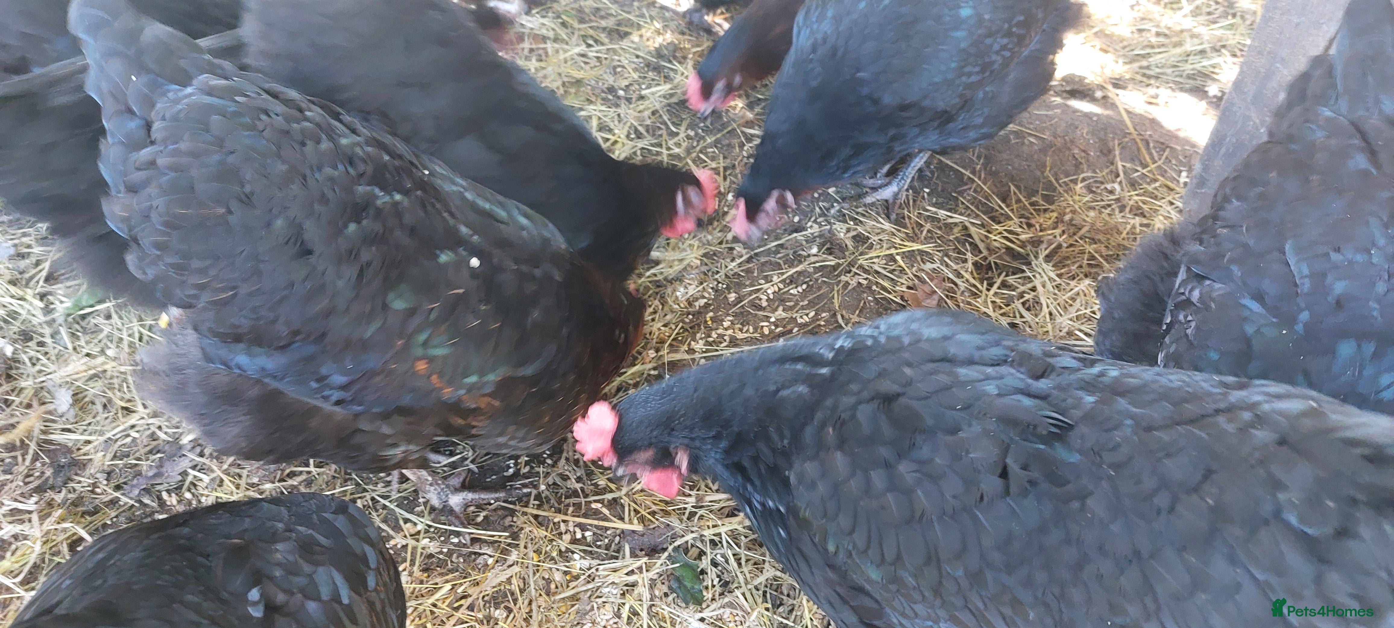 Hens poultry Pol Pure Breed Copper Marans - Advert 6